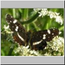 Araschnia levana - Landkaertchen Sommerform 05.jpg